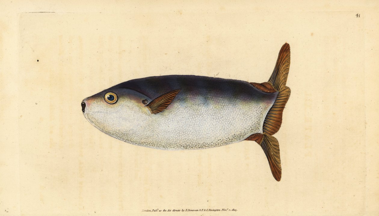 سمكة الشمس النحيلة ، Ranzania laevis (أسماك الشمس المقطوعة ، Tetrodon truncatus). لوح نحاسي ملون يدويًا رسمه ونقشه إدوارد دونوفان من كتابه "التاريخ الطبيعي للأسماك البريطانية" ، دونوفان وإف سي و ج. بواسطة إدوارد دونوفان