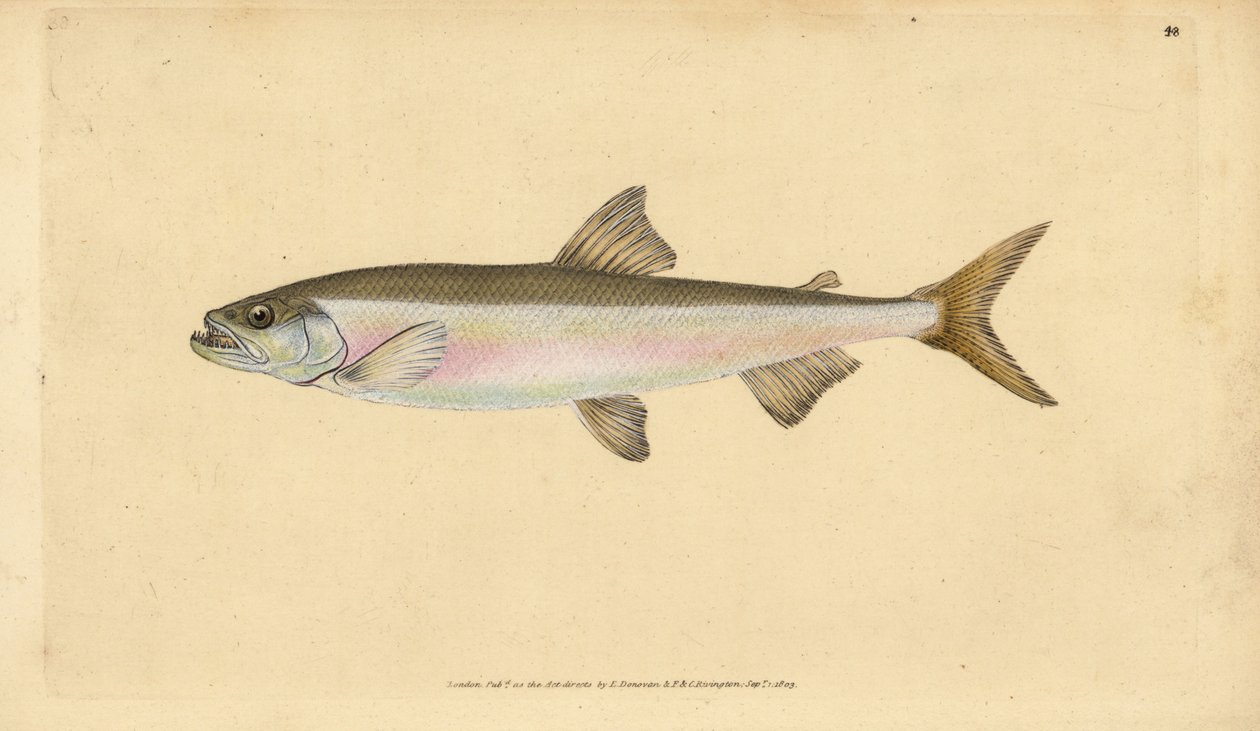 Smelt ، Osmerus eperlanus (Salmo eperlanus). لوح نحاسي ملون يدويًا رسمه ونقشه إدوارد دونوفان من كتابه "التاريخ الطبيعي للأسماك البريطانية" ، دونوفان وإف سي و ج. بواسطة إدوارد دونوفان