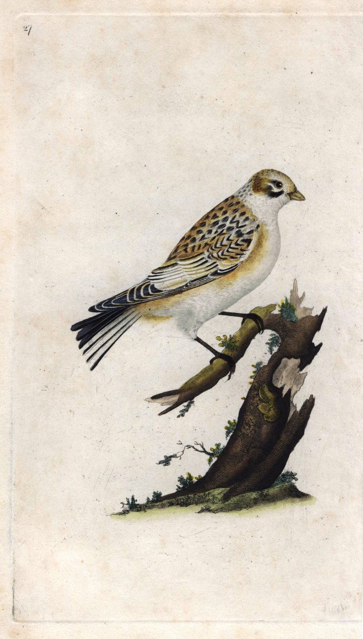 سنو سبارو. Plectrophenax nivalis (Emberiza nivalis). نقش على النحاس بواسطة إدوارد دونوفان (1768-1837) ، نُشر في Histoire naturelle des oiseaux britanniques ، لندن بواسطة إدوارد دونوفان