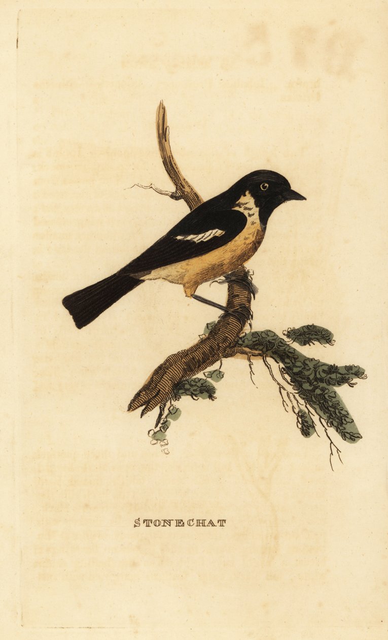 Stonechat ، Saxicola rubicola بواسطة إدوارد دونوفان