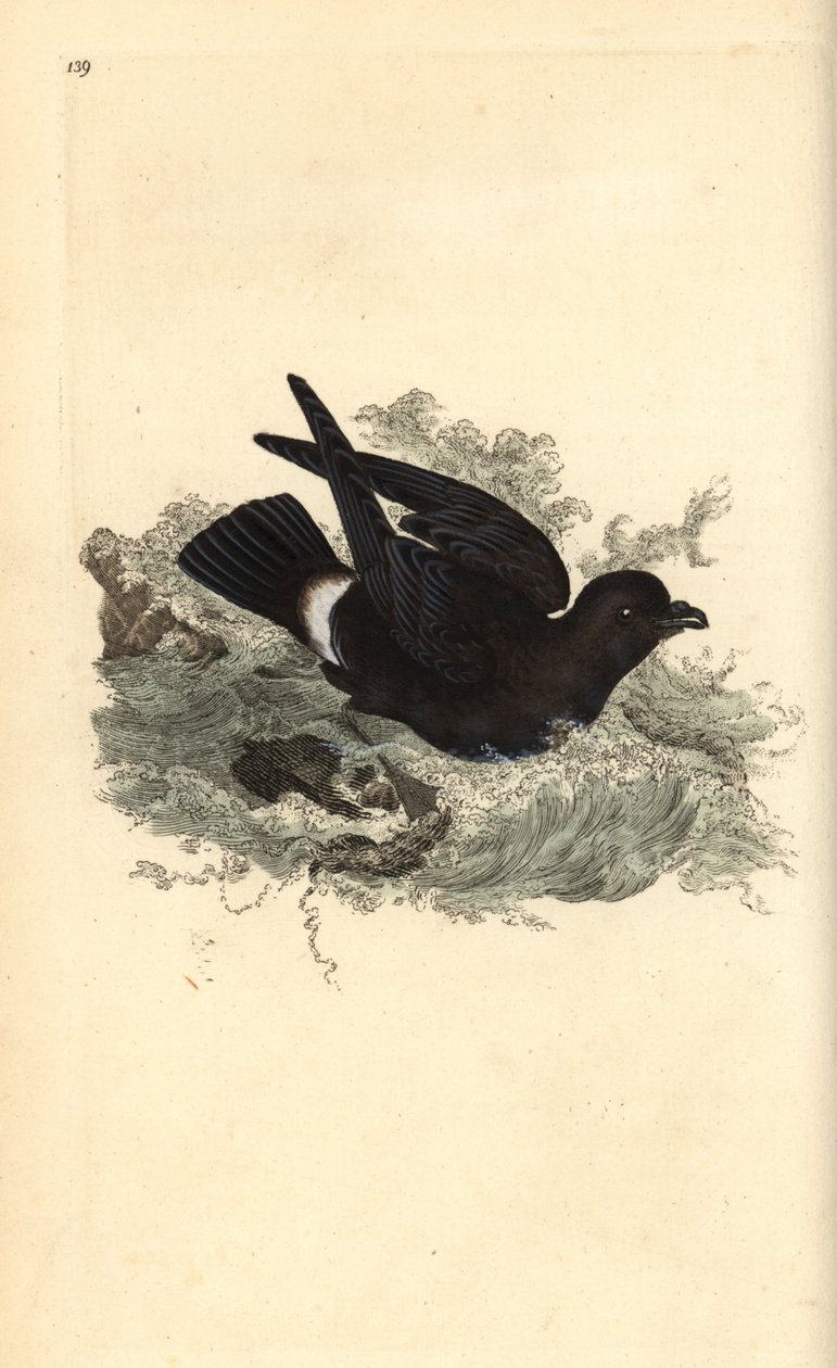 عاصفة طائر النوء ، Hydrobates pelagicus. لوح نحاسي ملون يدويًا رسمه ونقشه إدوارد دونوفان من كتابه "التاريخ الطبيعي للطيور البريطانية" ، لندن بواسطة إدوارد دونوفان