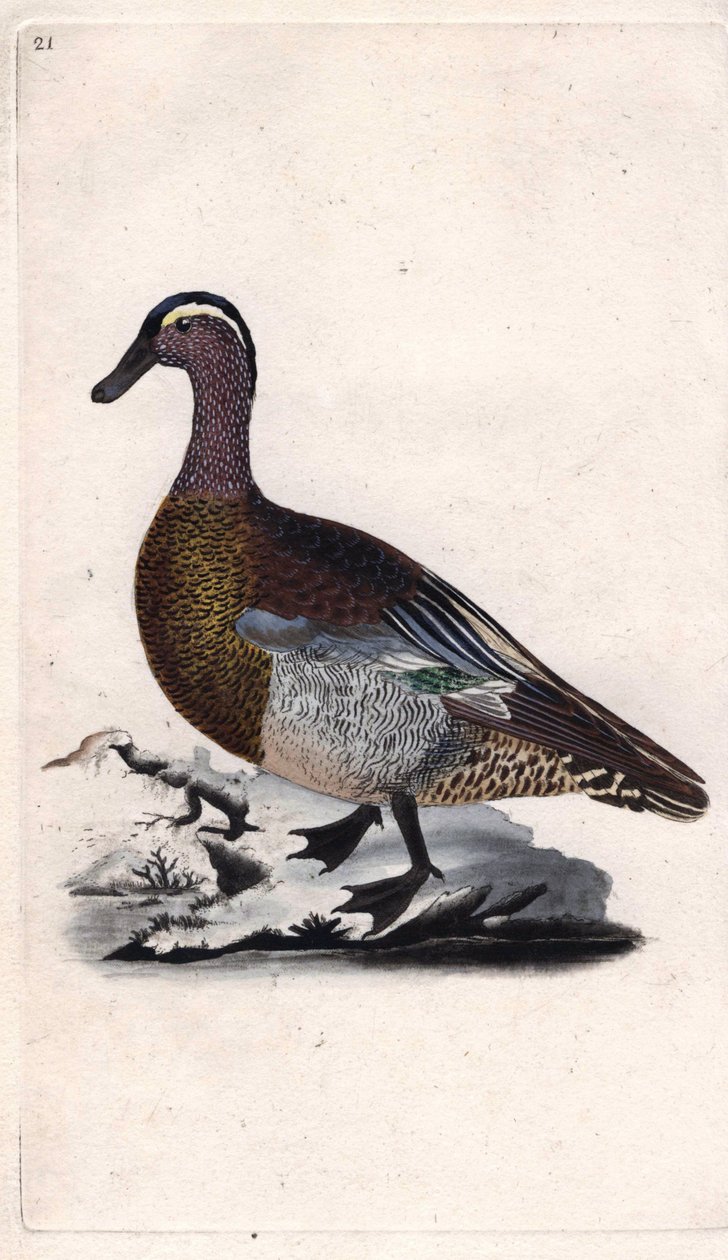 البط البري الصيف. أنس كويركيدولا. نقش على النحاس بواسطة إدوارد دونوفان (1768-1837) ، نُشر في التاريخ الطبيعي للطيور البريطانية ، لندن بواسطة إدوارد دونوفان
