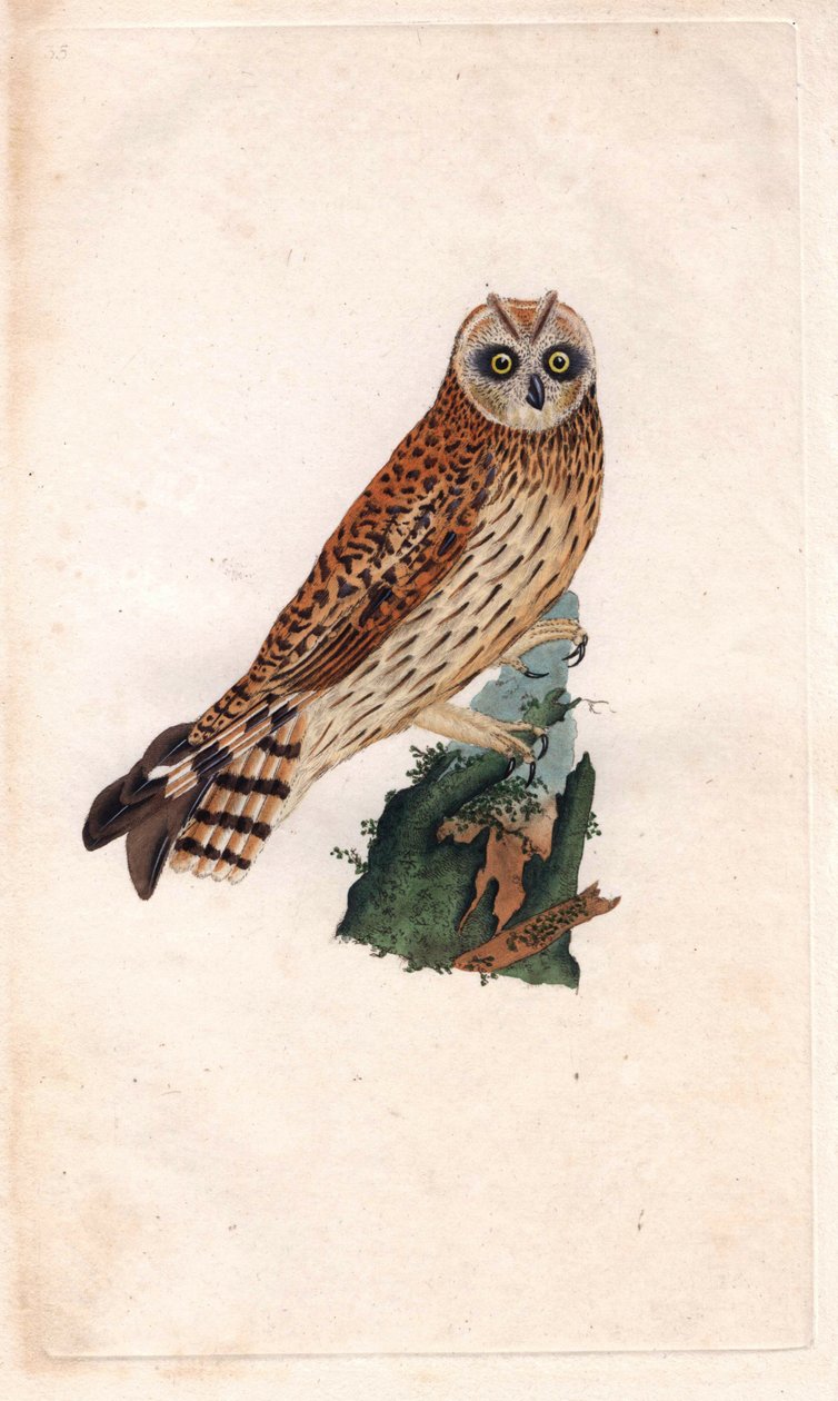 مستنقع البومة. Asio flammeus (Strix brachyotos ، Strix brachyotis). نقش على النحاس بواسطة إدوارد دونوفان (1768-1837) ، نُشر في التاريخ الطبيعي للطيور البريطانية ، لندن بواسطة إدوارد دونوفان