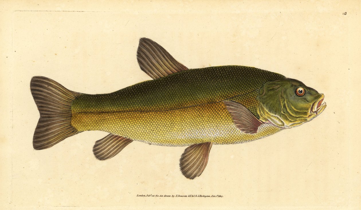 تنش ، تينكا تينكا (Cyprinus tinca). لوح نحاسي ملون يدويًا رسمه ونقشه إدوارد دونوفان من كتابه "التاريخ الطبيعي للأسماك البريطانية" ، دونوفان وإف سي و ج. بواسطة إدوارد دونوفان