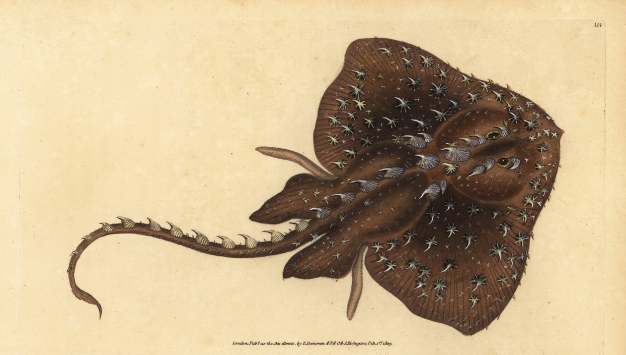 تزلج شائك ، Amblyraja radiata (Starry ray ، Raja radiata). غير حصين. لوح نحاسي ملون يدويًا رسمه ونقشه إدوارد دونوفان من كتابه التاريخ الطبيعي للأسماك البريطانية دونوفان وف. و ج. ريفينغتون ، لندن بواسطة إدوارد دونوفان
