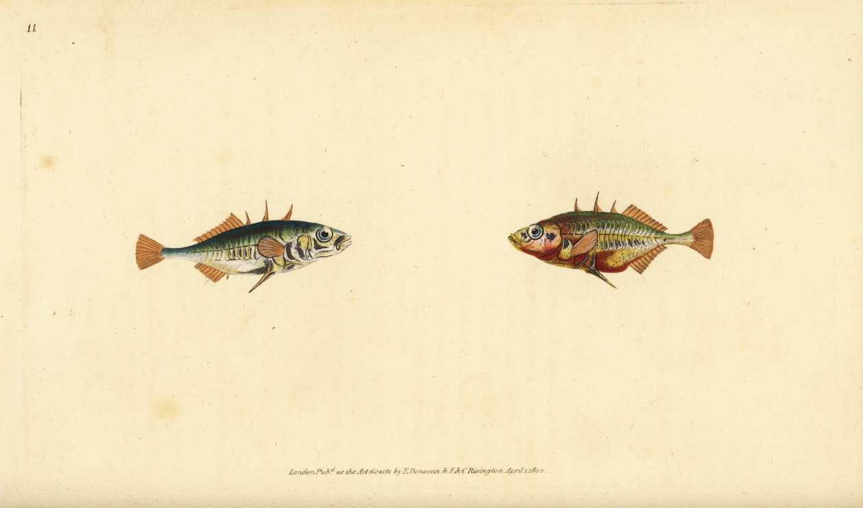 أبو شوكة ثلاثي الأشواك ، Gasterosteus aculeatus. لوح نحاسي ملون يدويًا رسمه ونقشه إدوارد دونوفان من كتابه "التاريخ الطبيعي للأسماك البريطانية" ، دونوفان وإف سي و ج. بواسطة إدوارد دونوفان