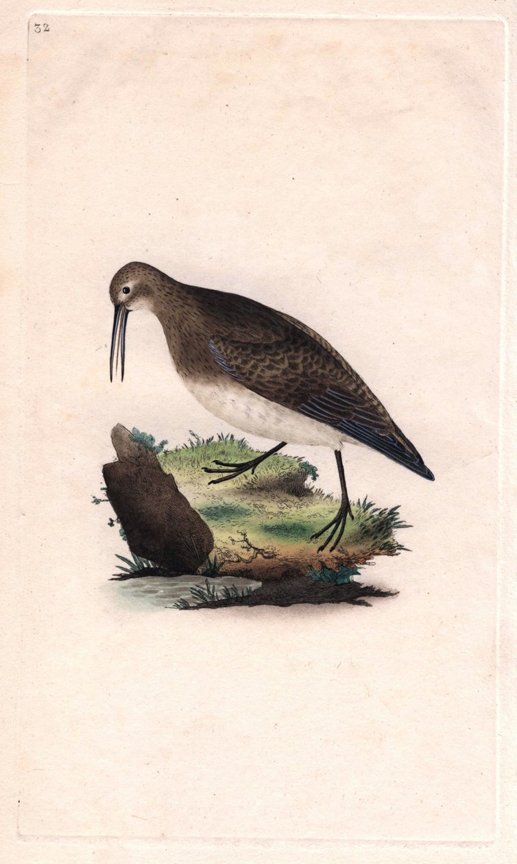 منقار صغير. كاليدريس مينوتيلا (ترينجا سينكلوس). نقش على النحاس بواسطة إدوارد دونوفان (1768-1837) ، نُشر في التاريخ الطبيعي للطيور البريطانية ، لندن بواسطة إدوارد دونوفان