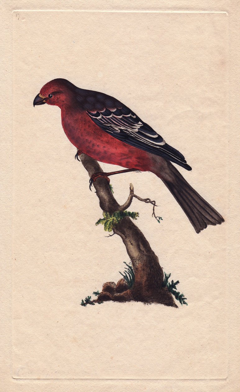 الأشجار. نواة بينيكولا (نوي Loxia). نقش على النحاس بواسطة إدوارد دونوفان (1768-1837) ، نُشر في التاريخ الطبيعي للطيور البريطانية ، لندن بواسطة إدوارد دونوفان