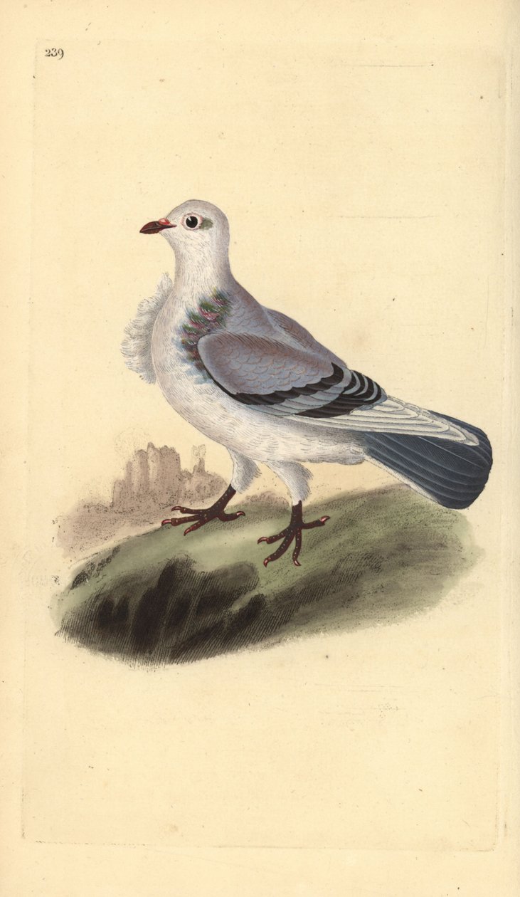 حمامة Turbit ، Columba livia domestica var. تربتا. لوح نحاسي ملون يدويًا رسمه ونقشه إدوارد دونوفان من كتابه "التاريخ الطبيعي للطيور البريطانية" ، لندن بواسطة إدوارد دونوفان