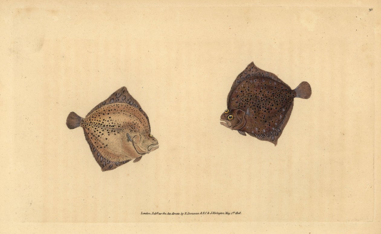 Turbot ، Scophthalmus maximus (Cyclops flounder ، Pleuronectes cyclops). لوح نحاسي ملون يدويًا رسمه ونقشه إدوارد دونوفان من كتابه "التاريخ الطبيعي للأسماك البريطانية" ، دونوفان وإف سي و ج. بواسطة إدوارد دونوفان