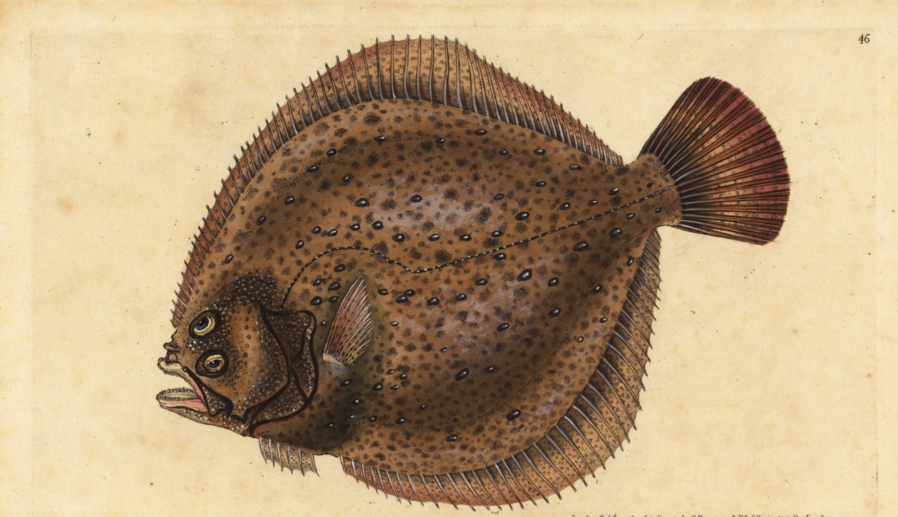 Turbot ، Scophthalmus maximus (Pleuronectes maximus). لوح نحاسي ملون يدويًا رسمه ونقشه إدوارد دونوفان من كتابه "التاريخ الطبيعي للأسماك البريطانية" ، دونوفان وإف سي و ج. بواسطة إدوارد دونوفان