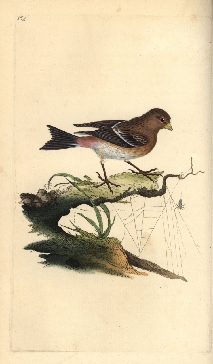 Twite ، Carduelis flavirostris. لوح نحاسي ملون يدويًا رسمه ونقشه إدوارد دونوفان من كتابه "التاريخ الطبيعي للطيور البريطانية" ، لندن بواسطة إدوارد دونوفان