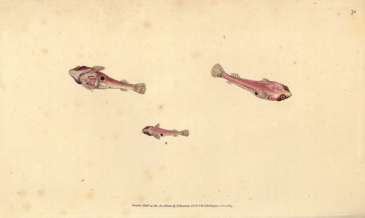 سمكة clingfish ذات النقطتين ، Diplecogaster bimaculata bimaculata (مصاصة Bimaculated ، Cyclopterus bimaculatus). لوح نحاسي ملون يدويًا رسمه ونقشه إدوارد دونوفان من كتابه "التاريخ الطبيعي للأسماك البريطانية" ، دونوفان وإف سي و ج. بواسطة إدوارد دونوفان