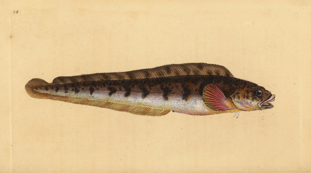 ثعبان السمك Viviparous ، Zoarces viviparus (Viviparus blenny ، Blennius viviparus). لوح نحاسي ملون يدويًا رسمه ونقشه إدوارد دونوفان من كتابه "التاريخ الطبيعي للأسماك البريطانية" ، دونوفان وإف سي وجيه. ريفينغتون ، لندن بواسطة إدوارد دونوفان