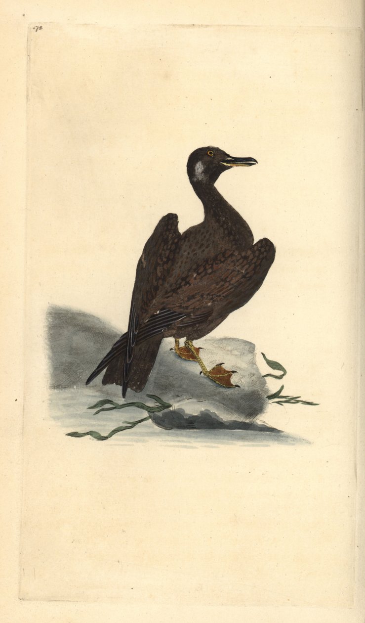 نورس واجل ، شاب من النورس الأسود العظيم ، Larus marinus. لوح نحاسي ملون يدويًا رسمه ونقشه إدوارد دونوفان من كتابه "التاريخ الطبيعي للطيور البريطانية" ، لندن بواسطة إدوارد دونوفان