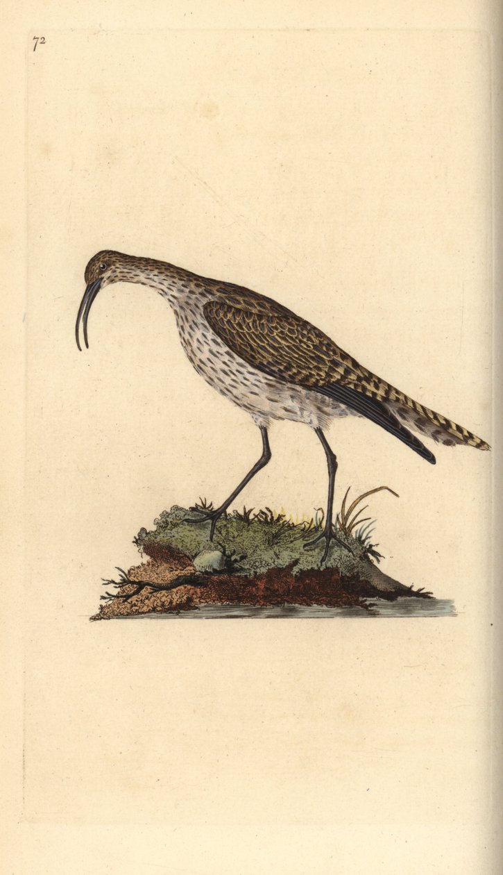 Whimbrel ، نومينيوس فيوبوس. لوح نحاسي ملون يدويًا رسمه ونقشه إدوارد دونوفان من كتابه "التاريخ الطبيعي للطيور البريطانية" ، لندن بواسطة إدوارد دونوفان
