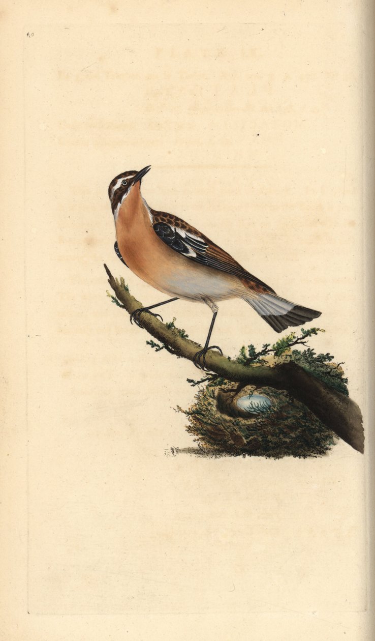 Whinchat ، Saxicola rubetra. لوح نحاسي ملون يدويًا رسمه ونقشه إدوارد دونوفان من كتابه "التاريخ الطبيعي للطيور البريطانية" ، لندن بواسطة إدوارد دونوفان