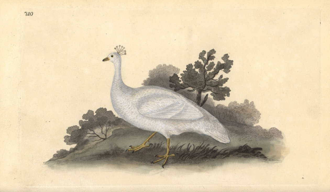 البازلاء البيضاء المتوج (أنثى) ، Pavo cristatus. لوح نحاسي ملون يدويًا رسمه ونقشه إدوارد دونوفان من كتابه "التاريخ الطبيعي للطيور البريطانية" ، لندن بواسطة إدوارد دونوفان