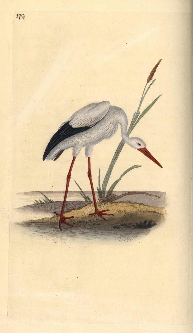 اللقلق الأبيض ، Ciconia ciconia. لوح نحاسي ملون يدويًا رسمه ونقشه إدوارد دونوفان من كتابه "التاريخ الطبيعي للطيور البريطانية" ، لندن بواسطة إدوارد دونوفان