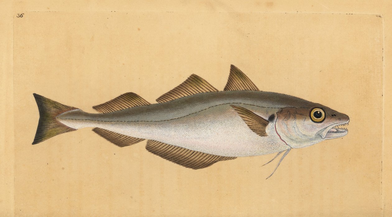 البياض ، Merlangius merlangus (Gadus merlangus). لوح نحاسي ملون يدويًا رسمه ونقشه إدوارد دونوفان من كتابه "التاريخ الطبيعي للأسماك البريطانية" ، دونوفان وإف سي و ج. بواسطة إدوارد دونوفان