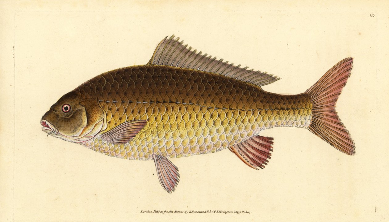 الكارب البري الشائع ، Cyprinus carpio. غير حصين. لوح نحاسي ملون يدويًا رسمه ونقشه إدوارد دونوفان من كتابه "التاريخ الطبيعي للأسماك البريطانية" ، دونوفان وإف سي و ج. بواسطة إدوارد دونوفان