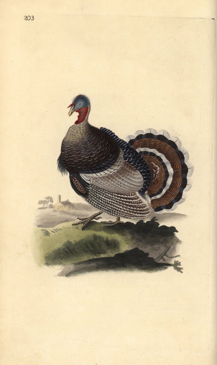 الديك الرومي البري ، Meleagris gallopavo. لوح نحاسي ملون يدويًا رسمه ونقشه إدوارد دونوفان من كتابه "التاريخ الطبيعي للطيور البريطانية" ، لندن بواسطة إدوارد دونوفان