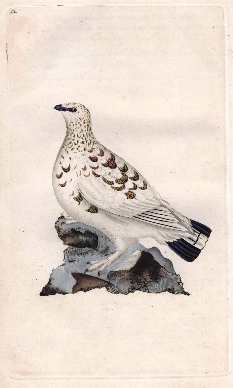 الصفصاف باجوبيدي. Lagopus lagopus (Tetrao lagopus). نقش على النحاس بواسطة إدوارد دونوفان (1768-1837) ، نُشر في التاريخ الطبيعي للطيور البريطانية ، لندن بواسطة إدوارد دونوفان