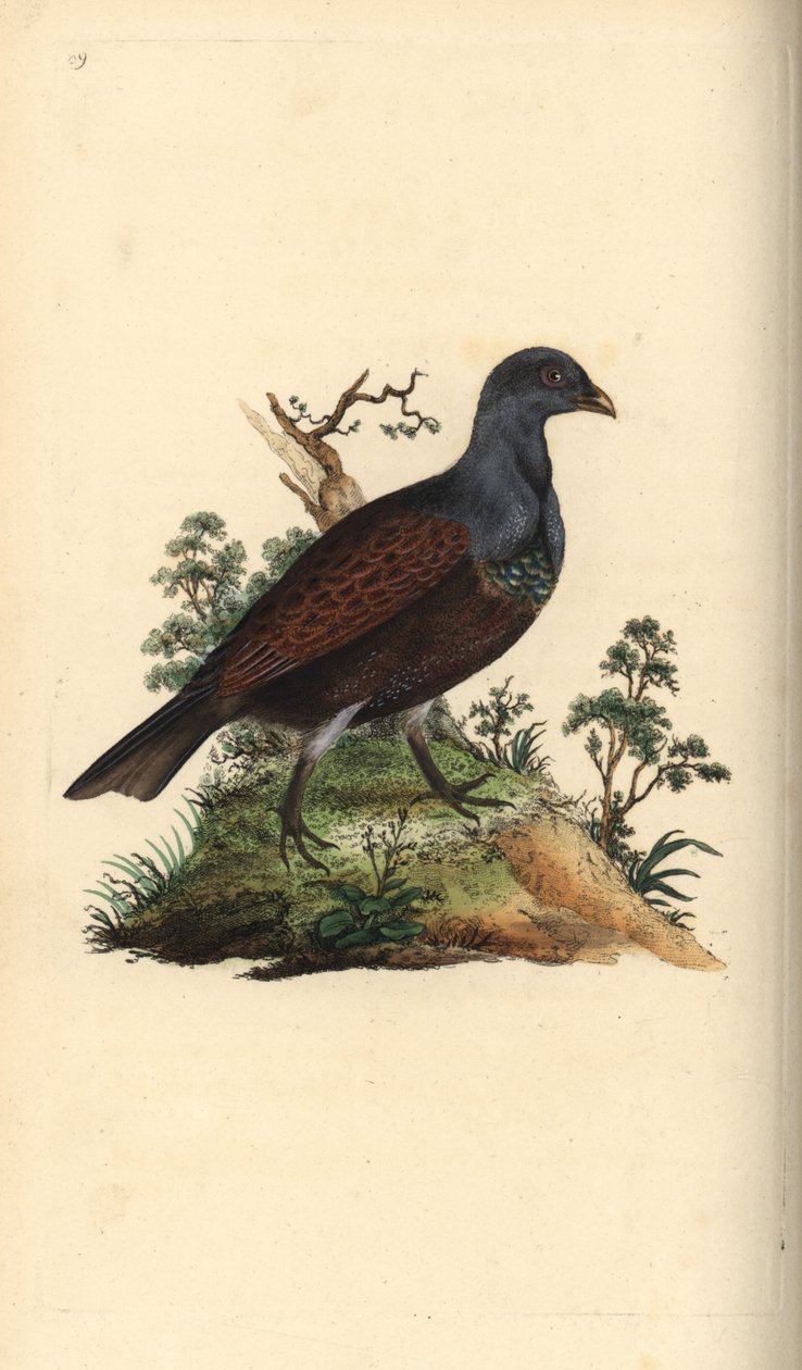 طعن الخشب ، Tetrao urogallus. لوح نحاسي ملون يدويًا رسمه ونقشه إدوارد دونوفان من كتابه "التاريخ الطبيعي للطيور البريطانية" ، لندن بواسطة إدوارد دونوفان