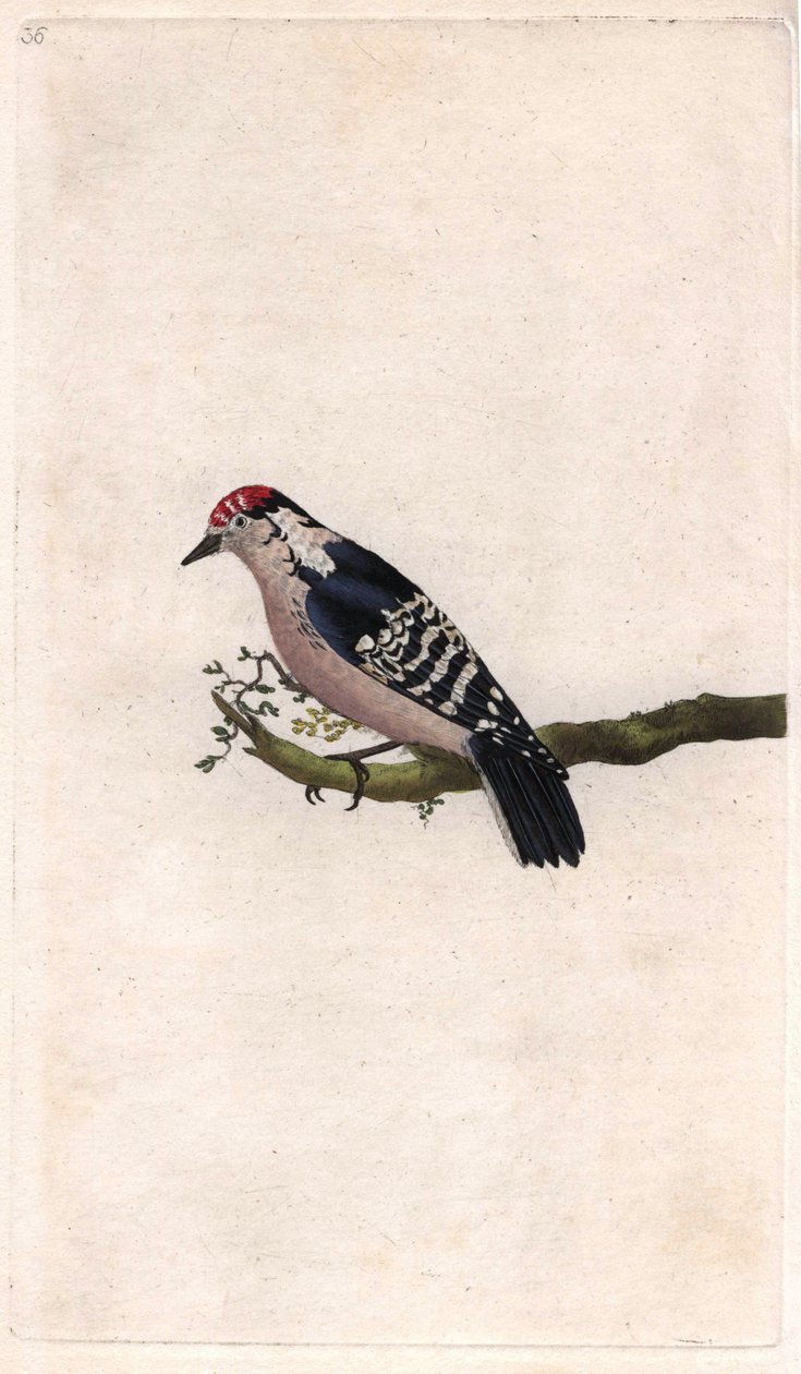 نقار الخشب. Dendrocopos طفيفة (بيكوس صغير). نقش على النحاس بواسطة إدوارد دونوفان (1768-1837) ، نُشر في التاريخ الطبيعي للطيور البريطانية ، لندن بواسطة إدوارد دونوفان