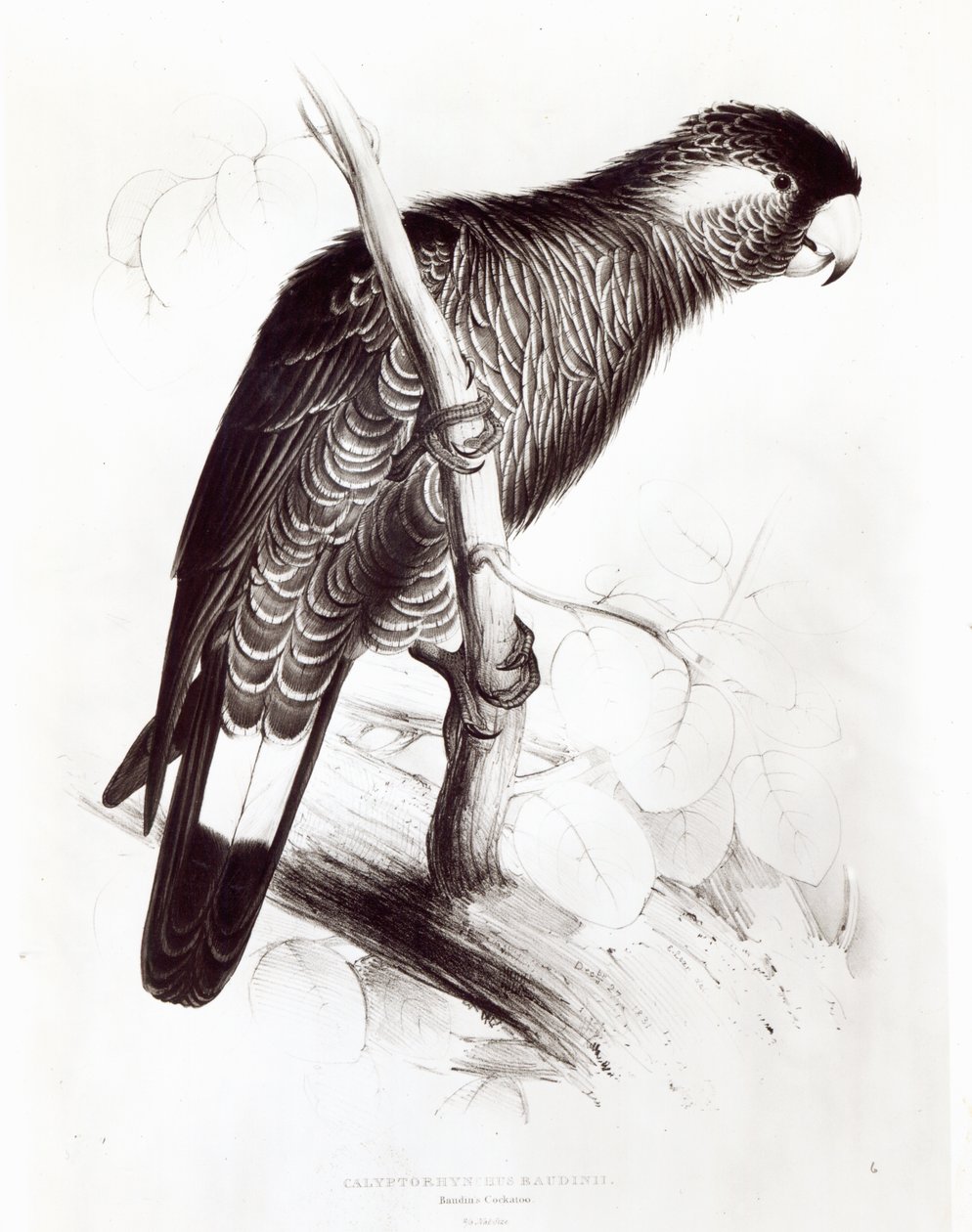 Calyptorhynchus Baudinii ، أو Baudin&39;s Cockatoo ، 1832 (ليثو) (صور من وزن الجسم) بواسطة إدوارد لير