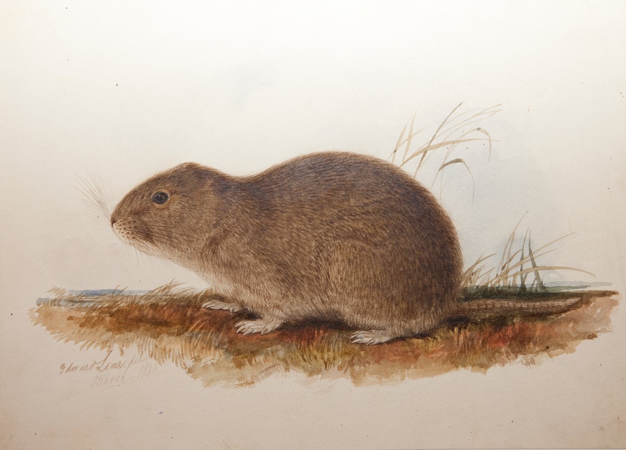Ctenomys magellanicus ، 1836 بواسطة إدوارد لير