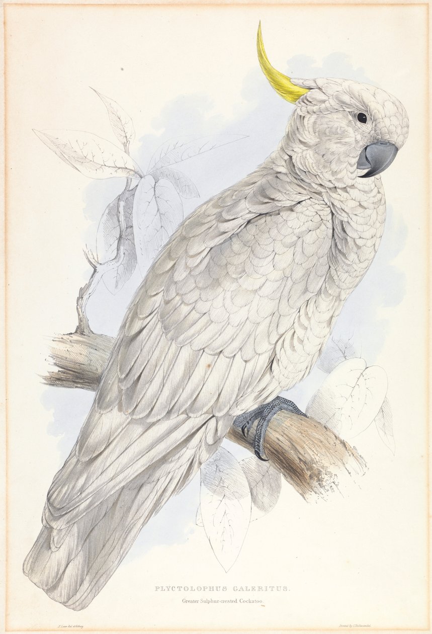 Plyctolophus Galeritus. كوكاتو كبريت أكبر. بواسطة إدوارد لير