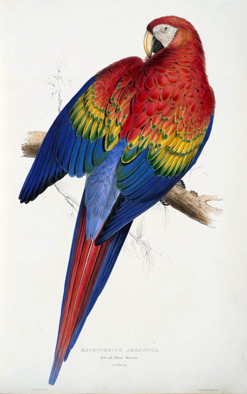 الببغاء الأحمر والأصفر (Macrocercus aracanga) ، من الرسوم التوضيحية لعائلة Psittacida ، أو الببغاوات ، الحانة. 1832 (نقش ملون) بواسطة إدوارد لير