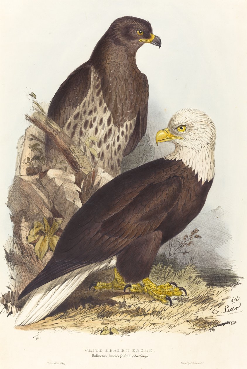 نسر أبيض الرأس Haliaetus leucocephalus ، نُشر في 1832-1837. بواسطة إدوارد لير
