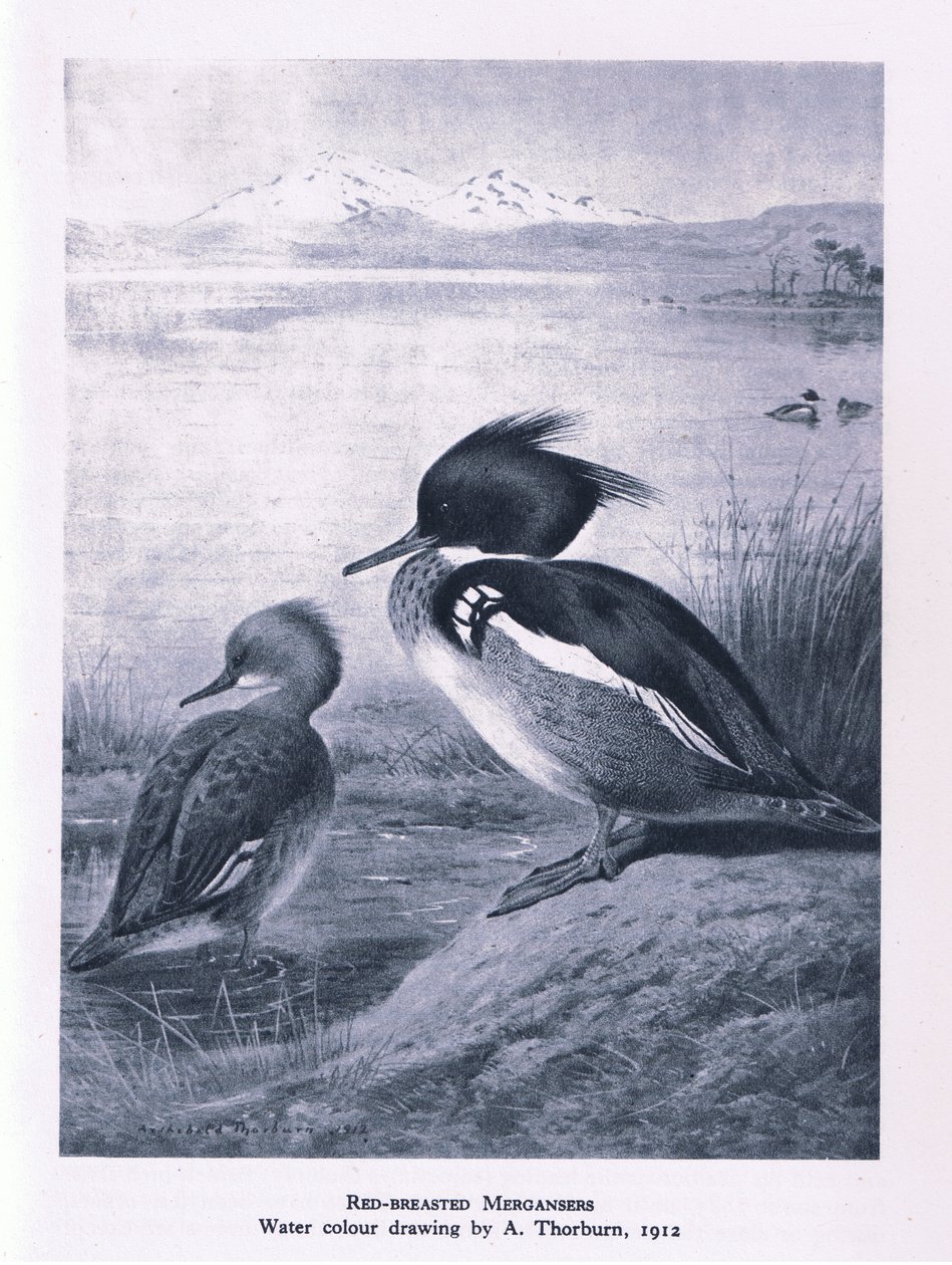Red Breasted Merganser ، الطبيعة في بريطانيا نشرتها كولينز ، 1946 بواسطة إدوارد نيل