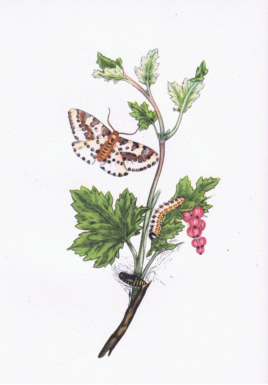 Magpie or Currant Moth ، الطبيعة في بريطانيا نشرها كولينز ، 1946 بواسطة إدوارد بعد دونوفان