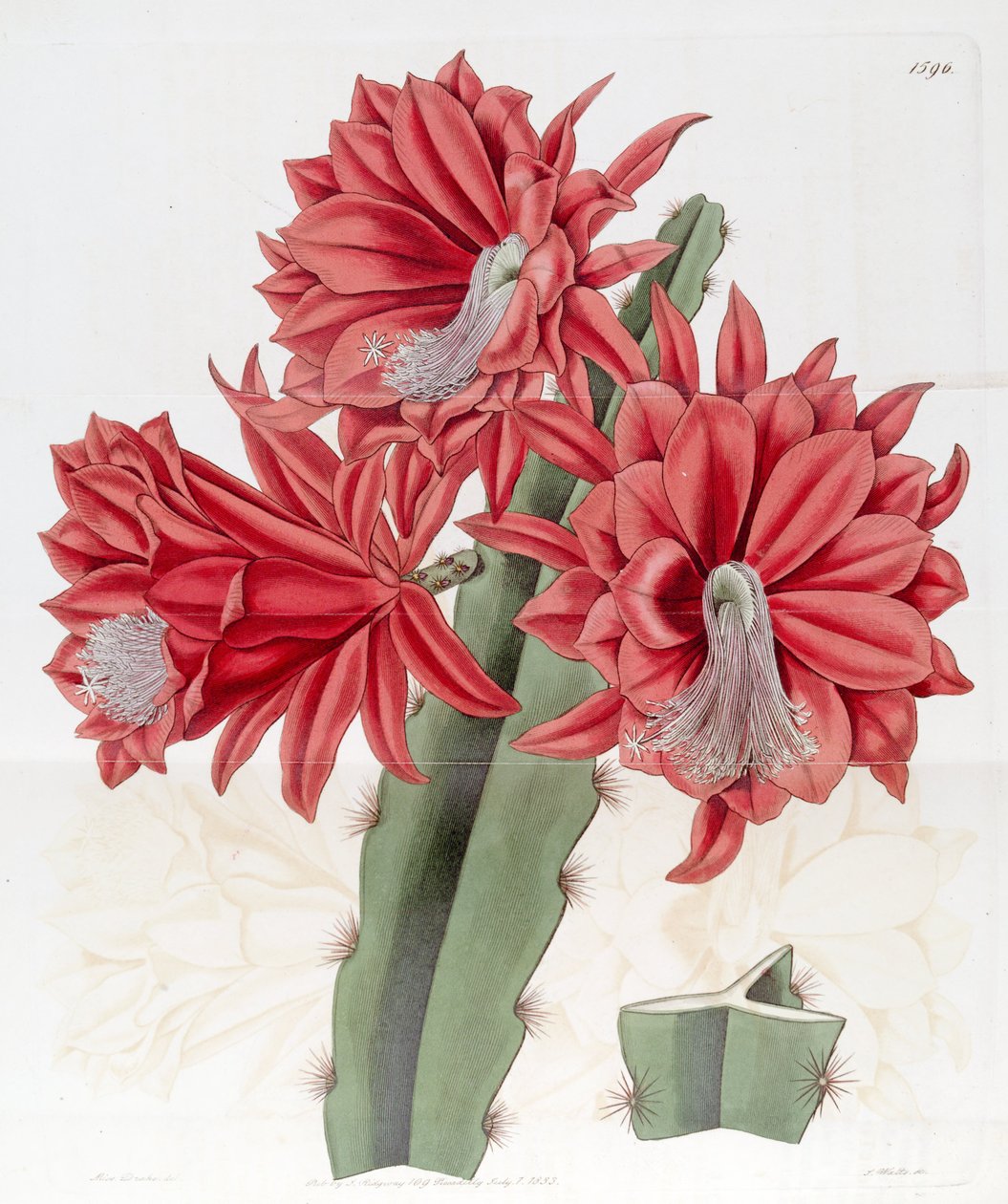 Disocactus × طوب هجين بواسطة إدواردز