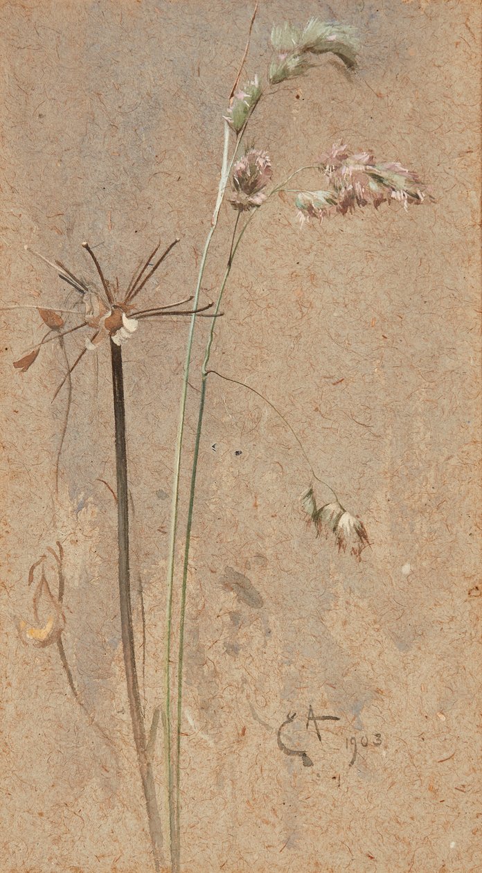 Cocksfoot Grass (ألوان مائية على ورق برتقالي) بواسطة إدوين جون ألكسندر