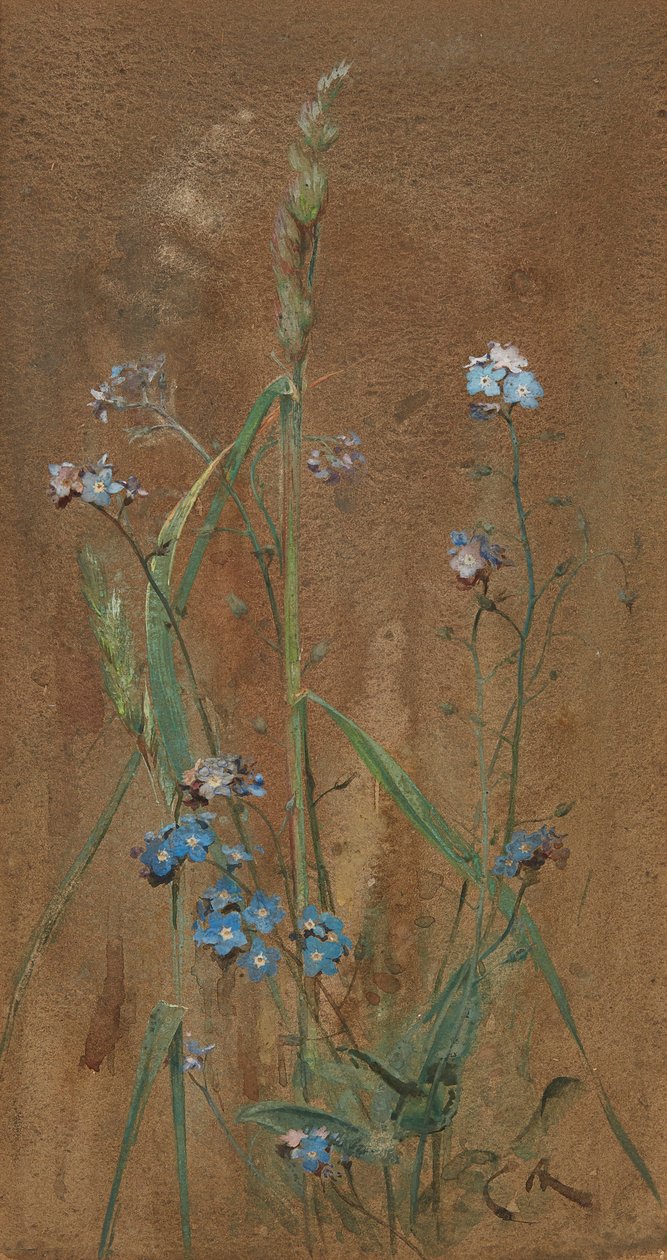 Forget-Me-Not (ألوان مائية على ورق بني) بواسطة إدوين جون ألكسندر