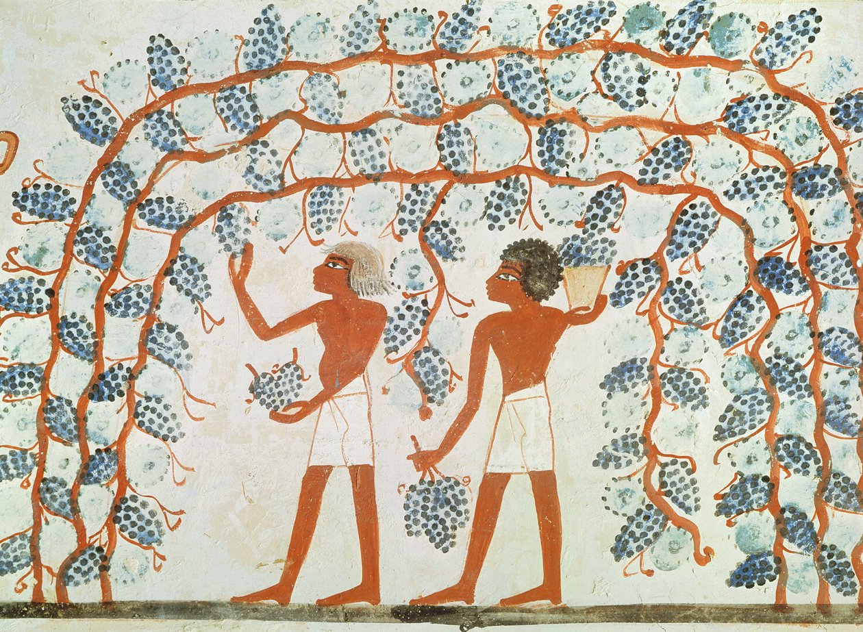 قطف العنب ، من مقبرة نخت ، المملكة الحديثة (رسم جداري) بواسطة الأسرة الثامنة عشر المصرية