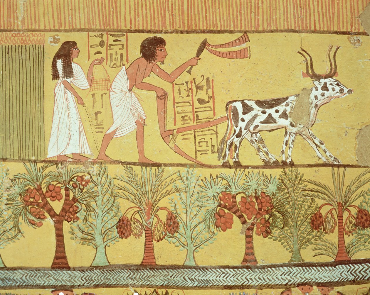 سننجم وزوجته في حقول البذر والحراثة ، من مقبرة سننجم ، قرية العمال ، المملكة الحديثة (رسم جداري) بواسطة الأسرة المصرية التاسعة عشرة