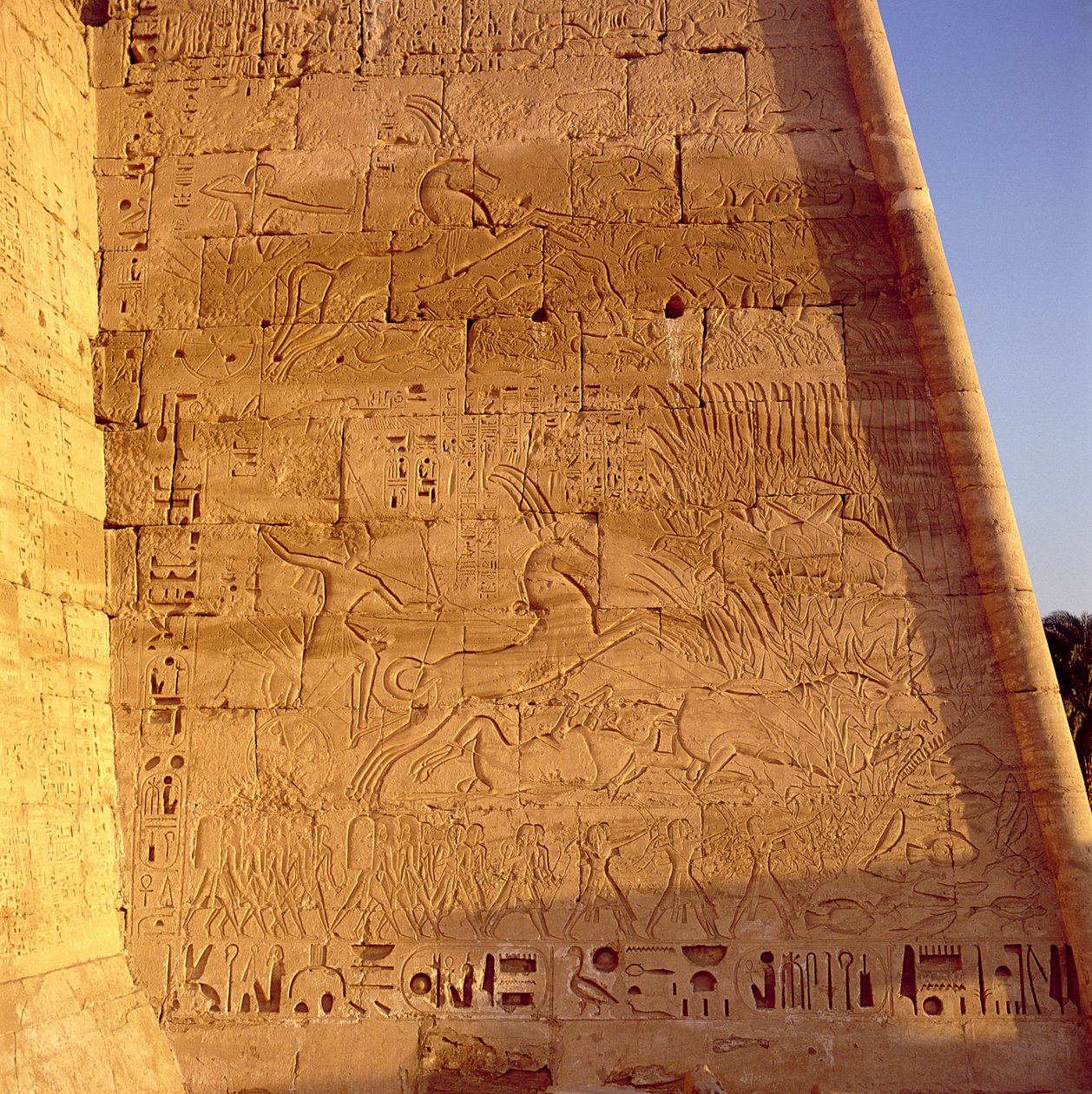 رمسيس الثالث (c.1184-1153 قبل الميلاد) يصطاد الثيران البرية من الصرح الأول لمعبد رمسيس الثالث ، الإغاثة ، المملكة الحديثة بواسطة الأسرة المصرية العشرون