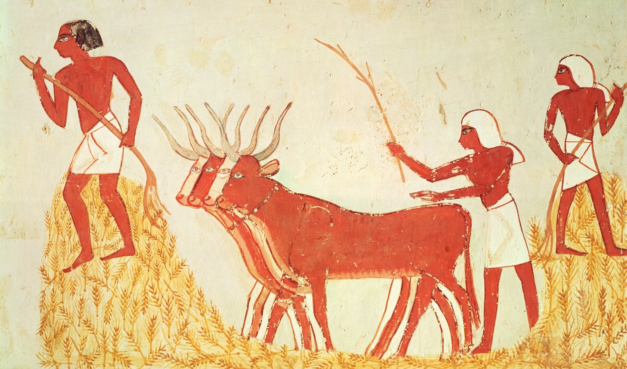 استخدام الأبقار ليدوس القمح من مقبرة منى ، المملكة الحديثة (رسم جداري) (انظر أيضًا 251665) بواسطة الأسرة الثامنة عشر المصرية
