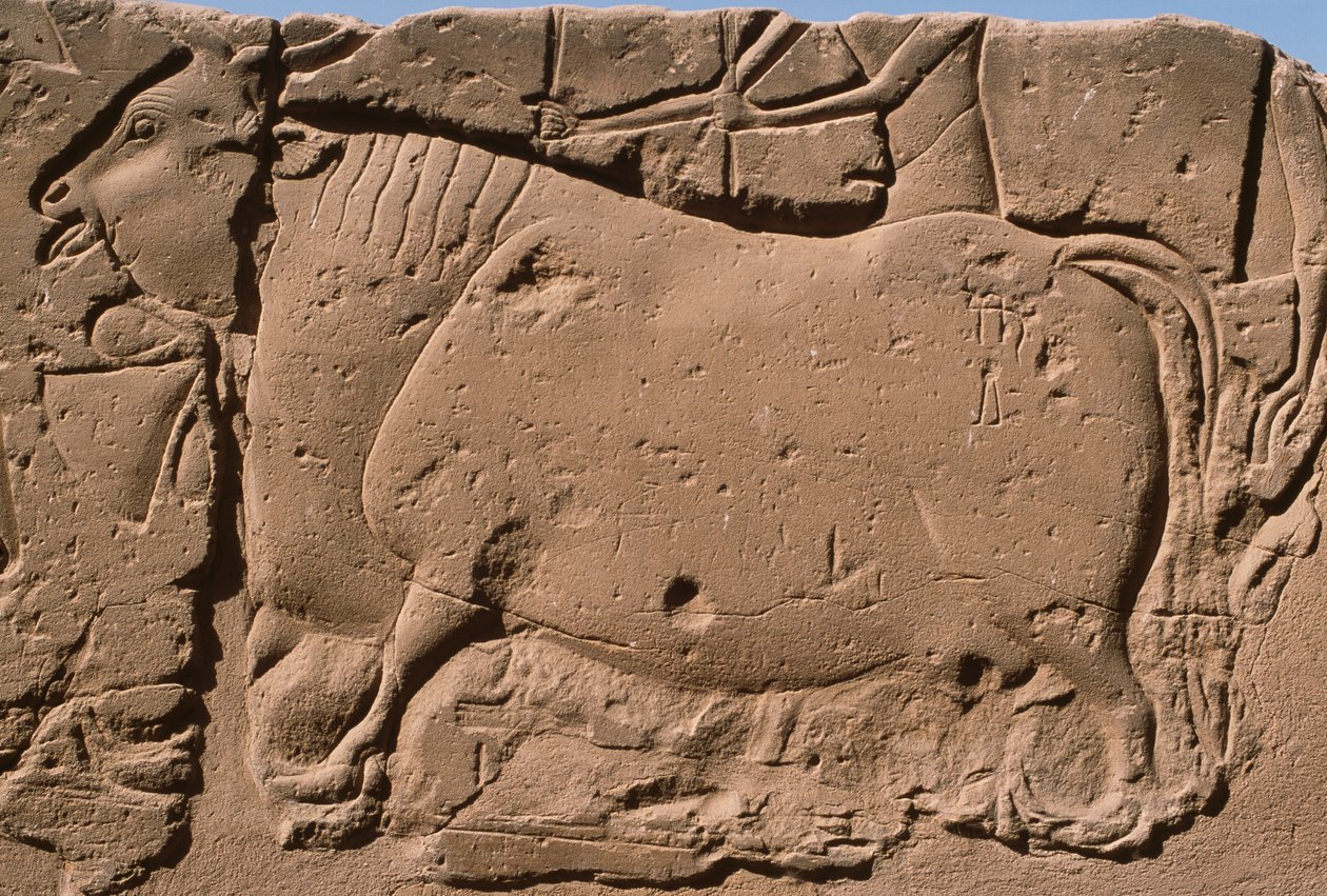 تفاصيل نقش يصور بقرة ، رمسيس الثاني (1298-32 قبل الميلاد) فناء (الحجر الجيري) بواسطة الأسرة المصرية التاسعة عشرة