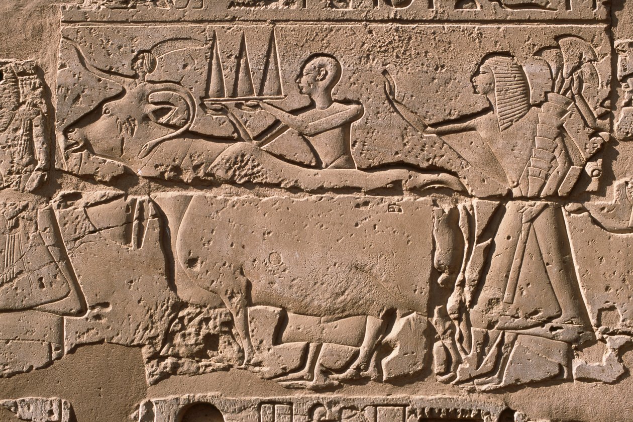 تفاصيل نقش يصور رجال يقودون بقرة ، رمسيس الثاني (1298-32 قبل الميلاد) فناء (الحجر الجيري) بواسطة الأسرة المصرية التاسعة عشرة