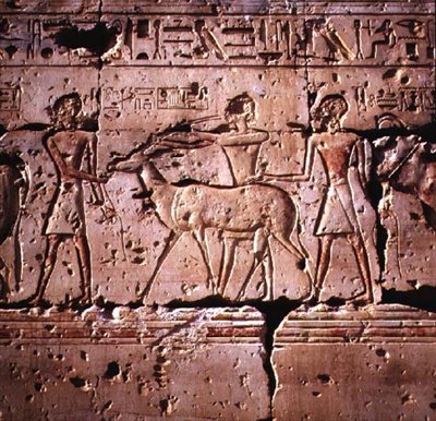 صور الإغاثة المها يقودها موكب للتضحية ، من معبد رمسيس الثاني ، المملكة الحديثة بواسطة الأسرة المصرية التاسعة عشرة