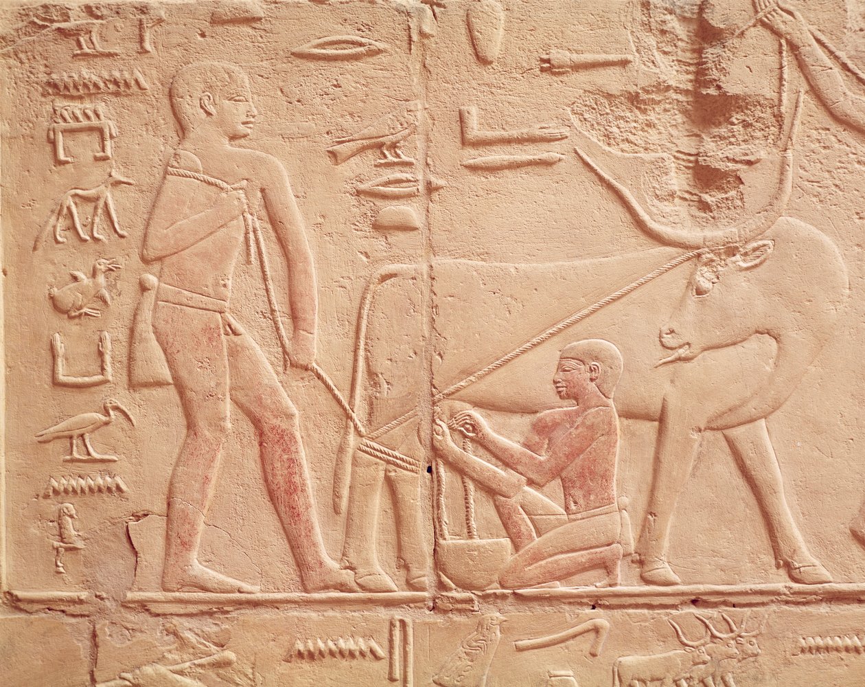 نقش يصور رجلاً يحلب بقرة ، من مصطبة كاجمني ، المملكة القديمة (الحجر الجيري المطلي) بواسطة الأسرة المصرية السادسة
