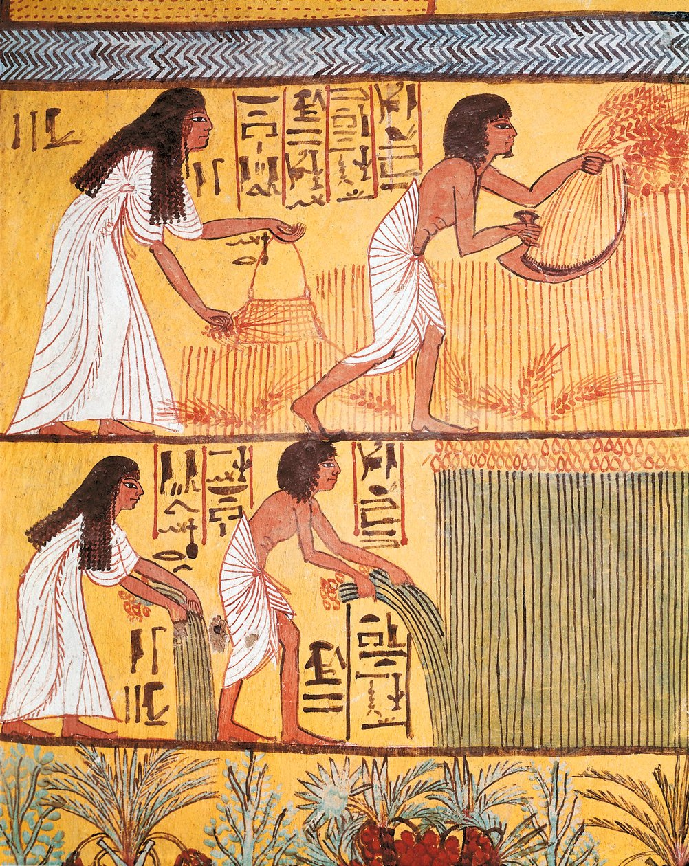 تفاصيل مشهد الحصاد على الحائط الشرقي ، من قبر سننجم ، قرية العمال بواسطة مصري مصري
