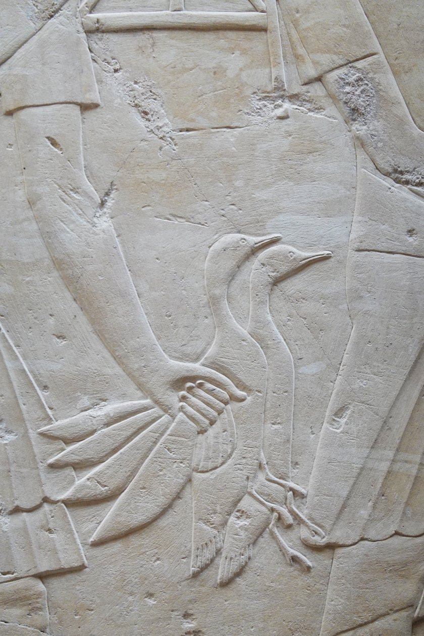  بواسطة مصري مصري