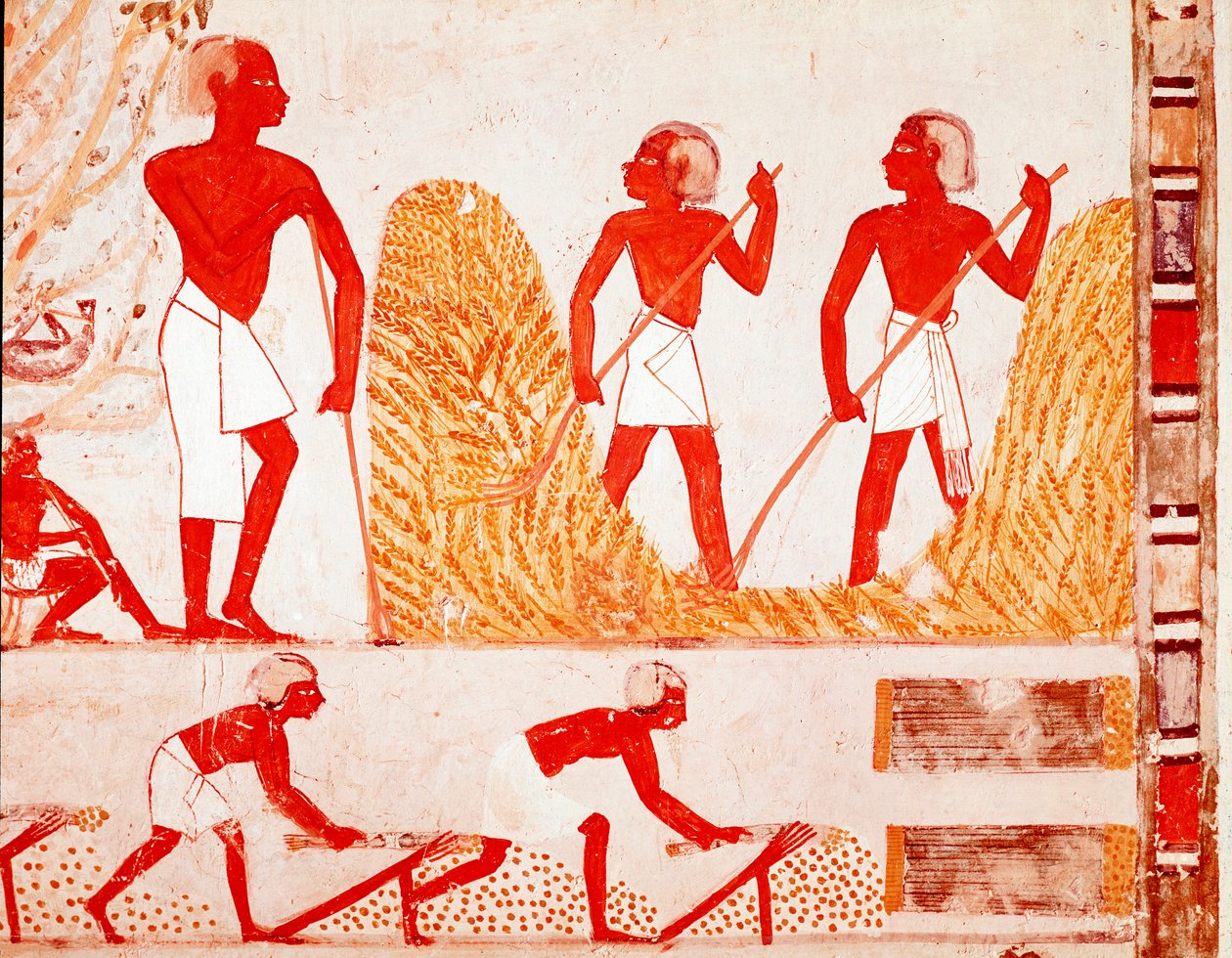 مشهد الحصاد في مصر القديمة (Fresco بواسطة مصري مصري